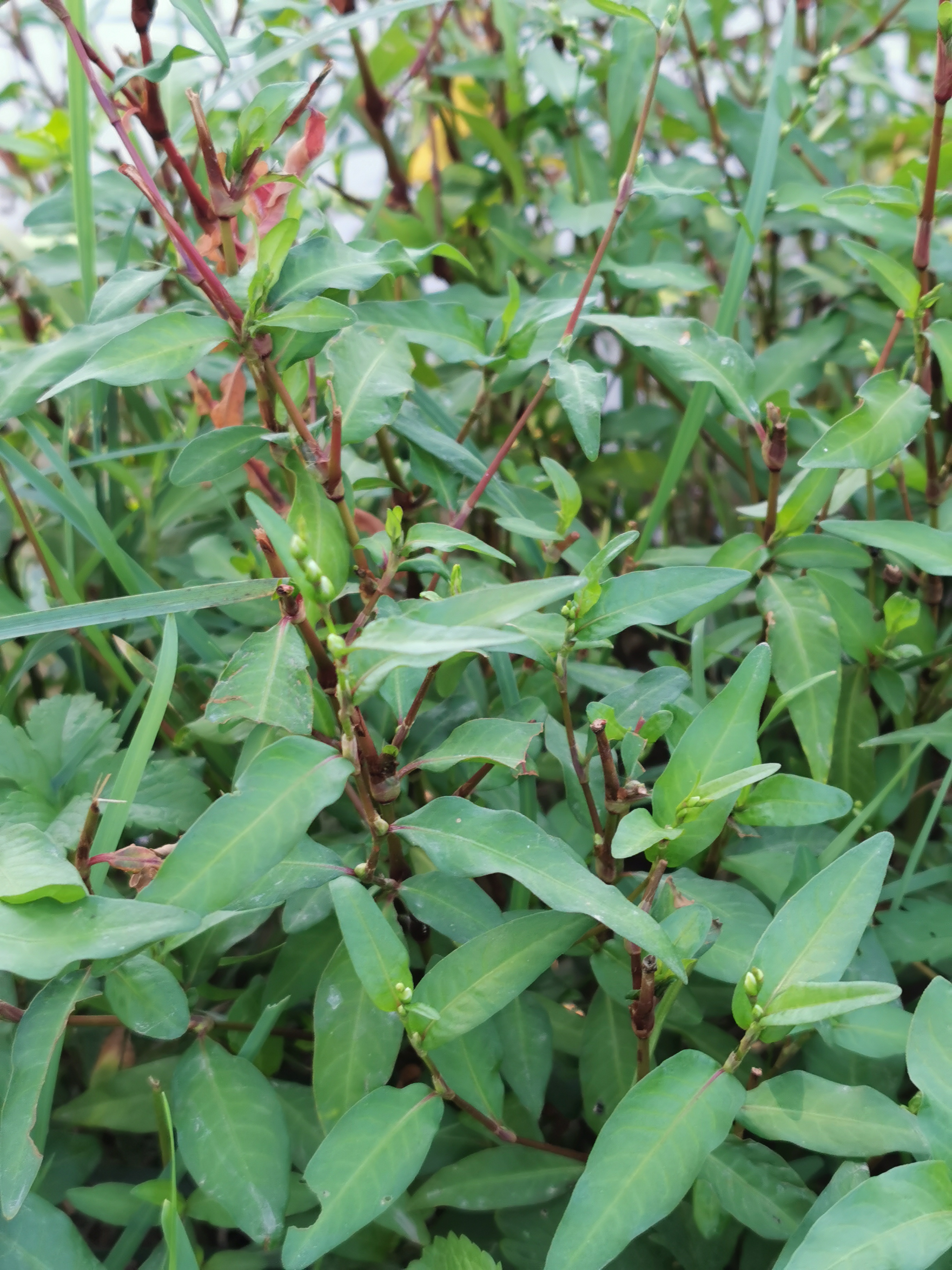 Plant Image